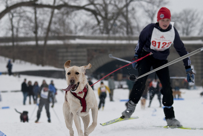 Descubre el Skijoring con Movistar&Era Escòla